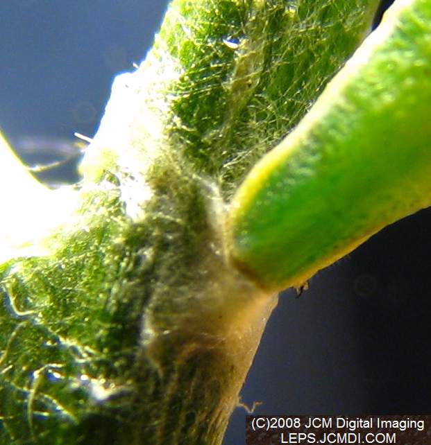 Close-ups of Sara Orange-Tip butterfly pupa, and cremaster attachment